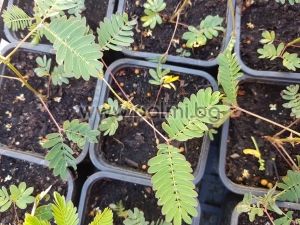 Mimosa pudica, Touch-me-not, The Sensitive plant, Shameplant