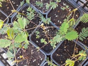 Mimosa pudica, Touch-me-not, The Sensitive plant, Shameplant