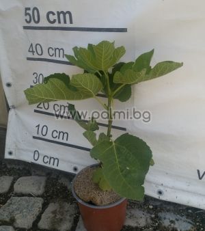 Fig variety White Adriatic