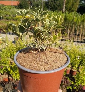 Variegated Holly Olive