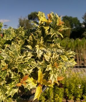 Variegated Holly Olive