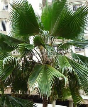 Pritchardia thurstonii, Fiji palm