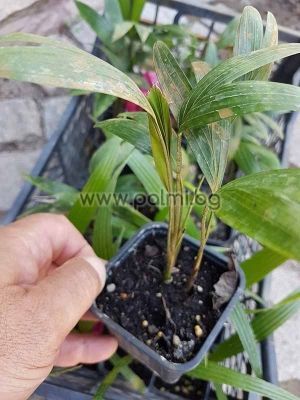Carpentaria acuminata, Carpentaria Palm