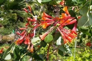 Honeysuckle Dropmore Scarlet