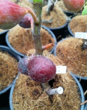 Fig variety Negron