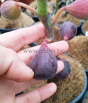 Fig variety Negron