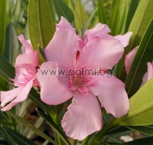 Oleander East and Pink