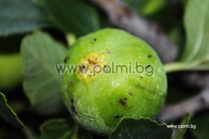 Pollinator Fig variety Michurinska-10 