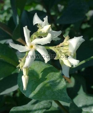 Rhynchospermum jasminoides (Trachelospermum), Sternjasmin, Blütenduft winterhart