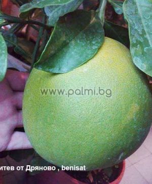 Pomelo, Shaddock on P. Trifoliata rootstock