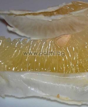 Pomelo, Shaddock on P. Trifoliata rootstock
