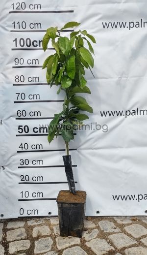 Помело, Шедок на подложка P. Trifoliata