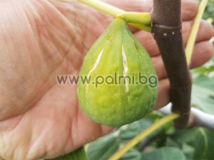 Fig variety Palazzo