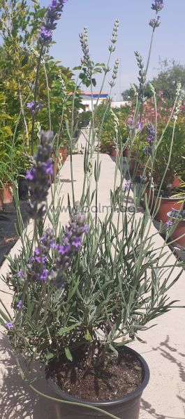 Hybrid Lavender, Lavandula x intermedia 'Grosso'