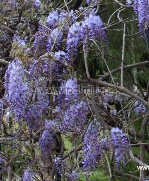Chinese Wisteria blue- violet 