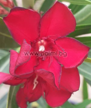 Kompakter Oleander Petite Red