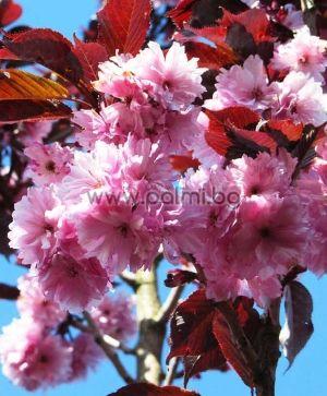 Prunus serrulata 'Royal Burgundy', Japanese Cherry with red leaves