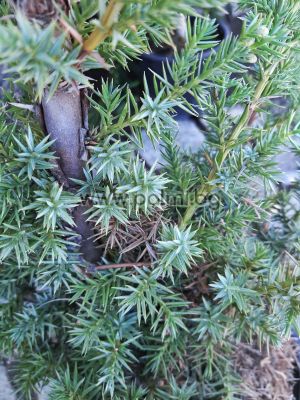 Creeping juniper, Creeping cedar,,Juniperus conifera "Blue Pacific"