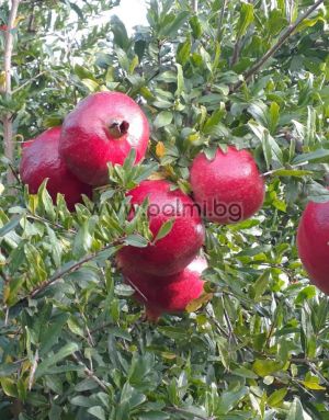 Pomegranate variety Hicaz, Punica granatum Hicaz
