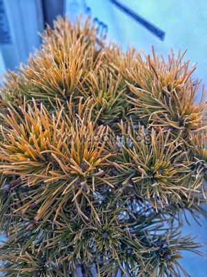  Goldgelbe Legföhre , Pinus mugo "Wintergold"