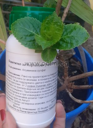 Hydrangea Colorant ( 300g)