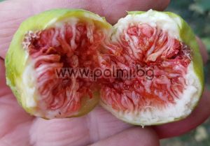 Fig  Troiano, Ficus carica cv. Troiano