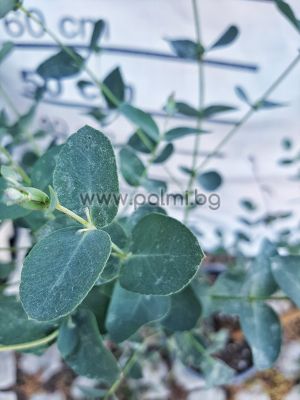 Eucalyptus gunnii L