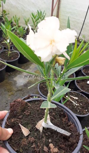 Олеандър,Oleander Opal  Balerina