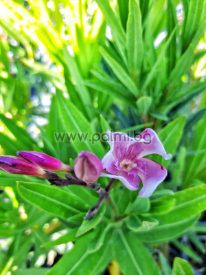Nerium oleander BARCELONA