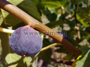 Ficus carica Rezovska, Feige Rezovska von Botanischem Garten - Plovdiv, Bulgarien