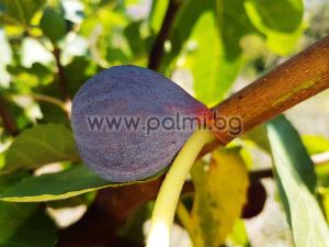 Ficus carica Rezovska, Feige Rezovska von Botanischem Garten - Plovdiv, Bulgarien