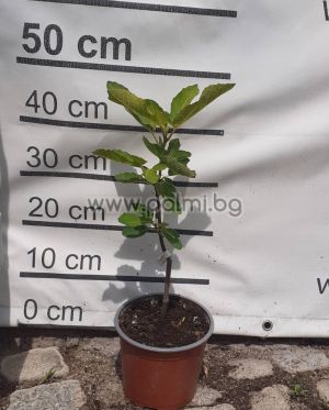 Ficus carica Rezovska, Feige Rezovska von Botanischem Garten - Plovdiv, Bulgarien