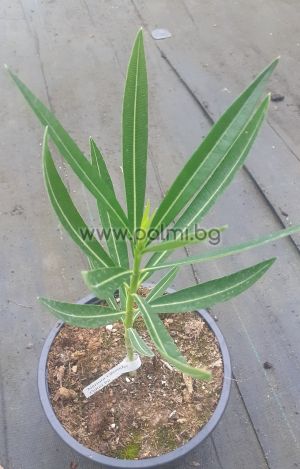 Nerium oleander Villa de Albage