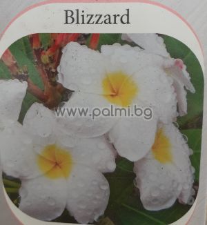 Плумерия сорт Blizzard, Франджипани 