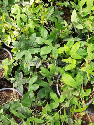 Passiflora x violacea, Lilac-Passiflora