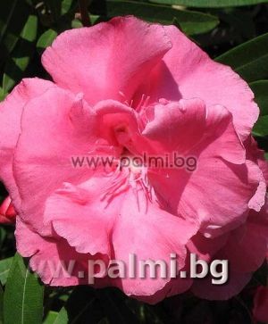 Oleander double pink, scented, 'Splendens'
