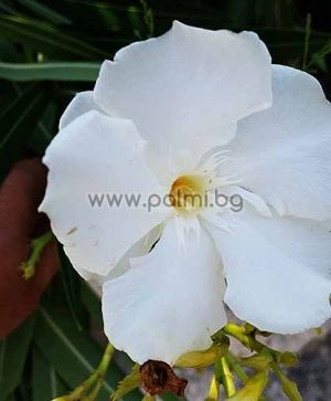 Nerium oleander 'Album Plenum',  Doppelweiß Oleander