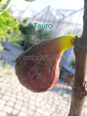 Fig Tauro
