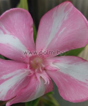 Oleander,Simie Lolipop M