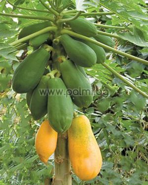 Carica papaya Tainung, Папая сорт "Тайнунг" (Пъпешово дърво)
