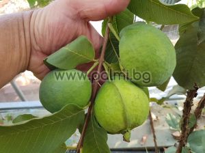 Psidium guajava, Rosa Guave