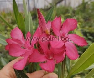 3 cuttings from Oleander,Madame de Billy