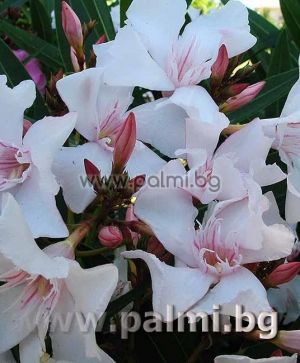 3 cuttings from Oleander, white flowers with pink center, 'Alsace'