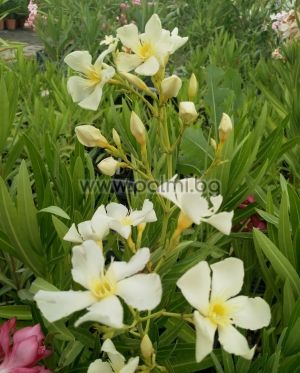 3 Cuttings from Oleander, yellow, 'Maria Gambetta'