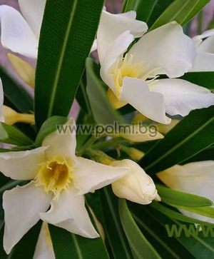 3 Cuttings from Oleander, yellow, 'Maria Gambetta'