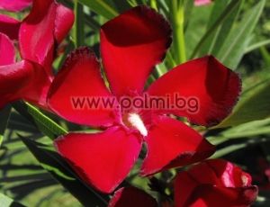 3 Ausschnitte aus Oleander rot. Plumeria Red