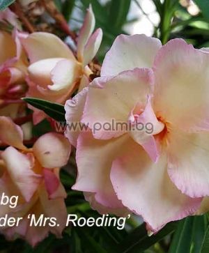 3 Ausschnitte aus Oleander Mrs. Roeding