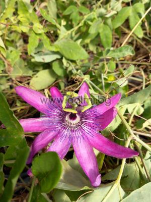  Passion Flower, Passiflora x violacea