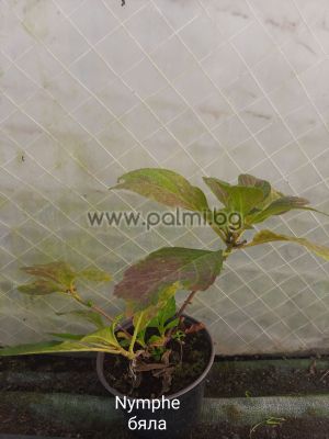 Hortensie 'Pax' (Nymphe), Hydrangea macrophylla 'Pax' (Nymphe)