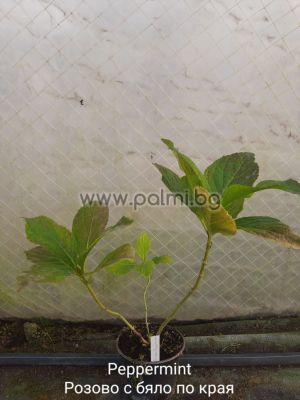 Hortensie Peppermint, Hydrangea macrophylla Pеppermint ('RIE 13'PBR)